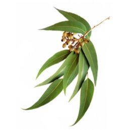 Geurolie Eucalyptus Geurolie Eucalyptus