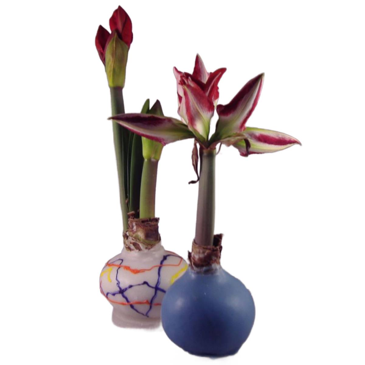 Amaryllis bol waxen (5 pers) - Afbeelding 2