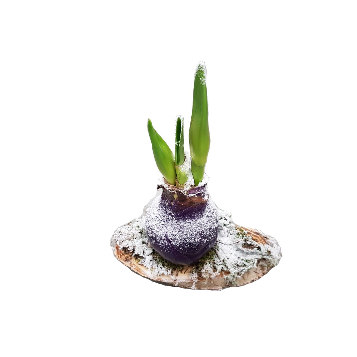 Amaryllis bol waxen (5 pers)