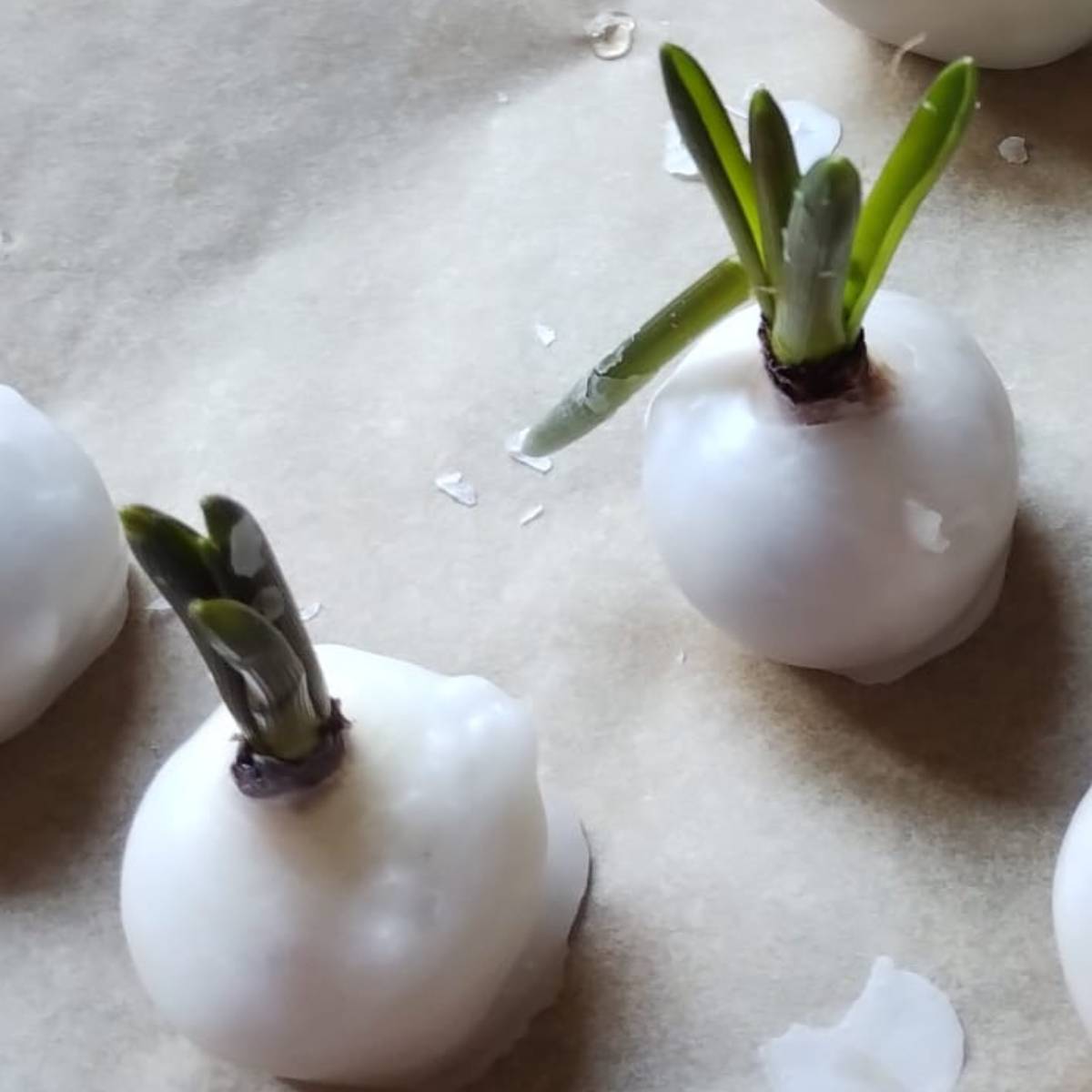 Bloem bollen waxen (5 pers) - Afbeelding 4