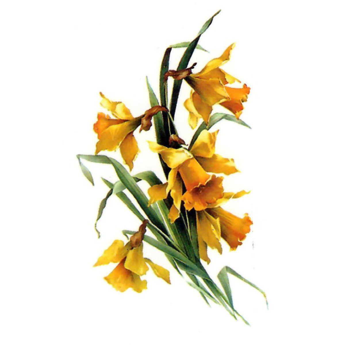 Transfer Narcissen Transfer Narcissen